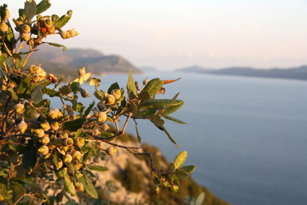 Prachtige uitzichten op de kustroute van Split naar Dubrovnik - plant op voorgrond van uitzicht over zee