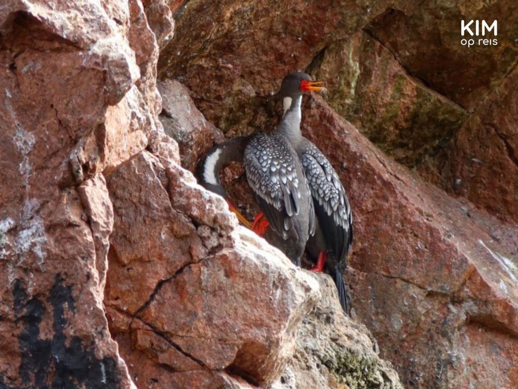 Zeevogels Paracas