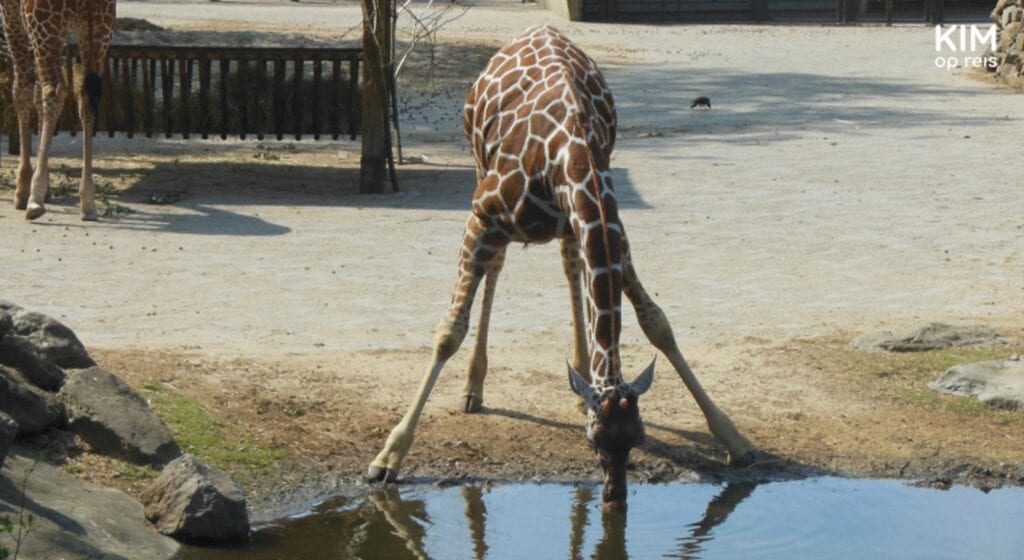 Giraffe in Artis