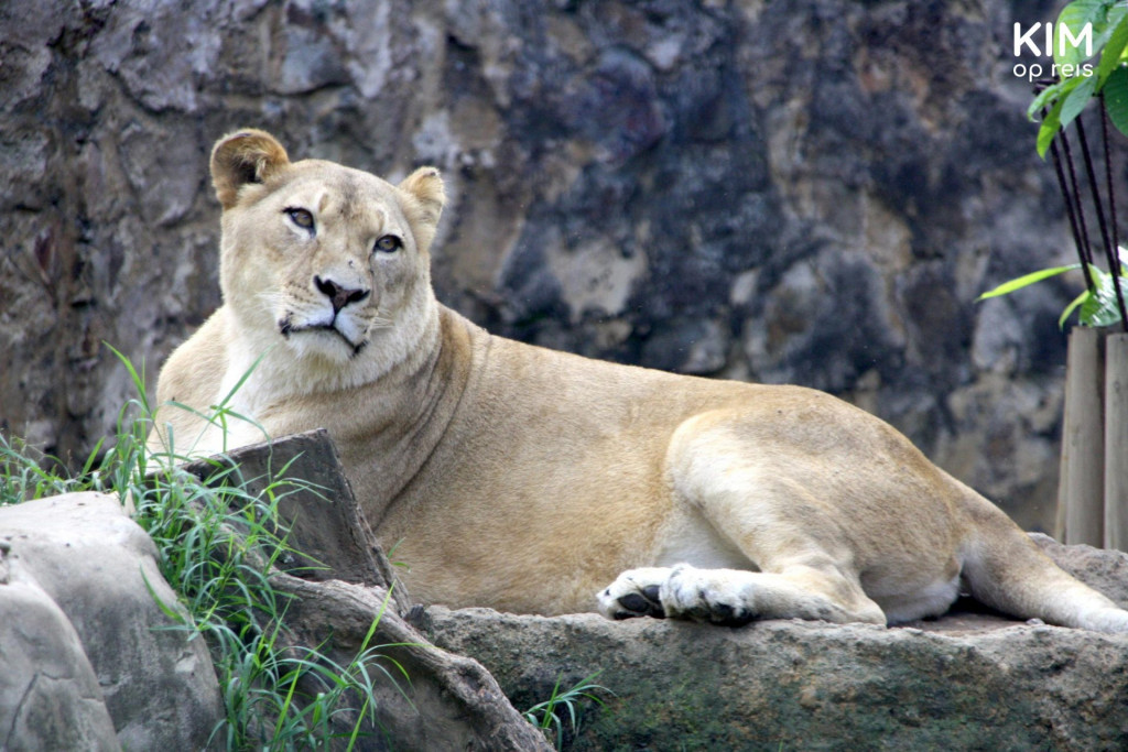 Lioness in a zoo