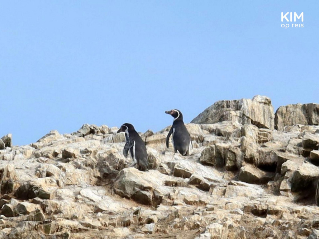 Pinguins Islas Ballestas Paracas