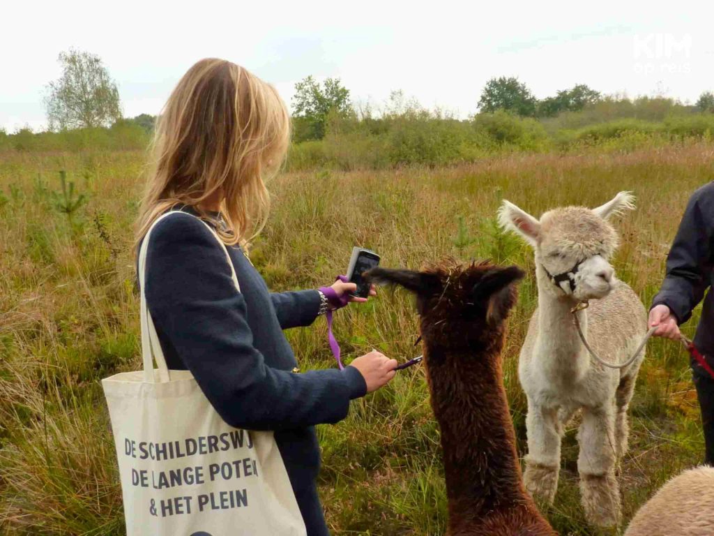 Walking with alpacas in the Netherlands | Trip Unlocked